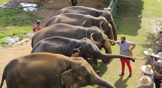 Mae Taeng Elephant Sanctuary a